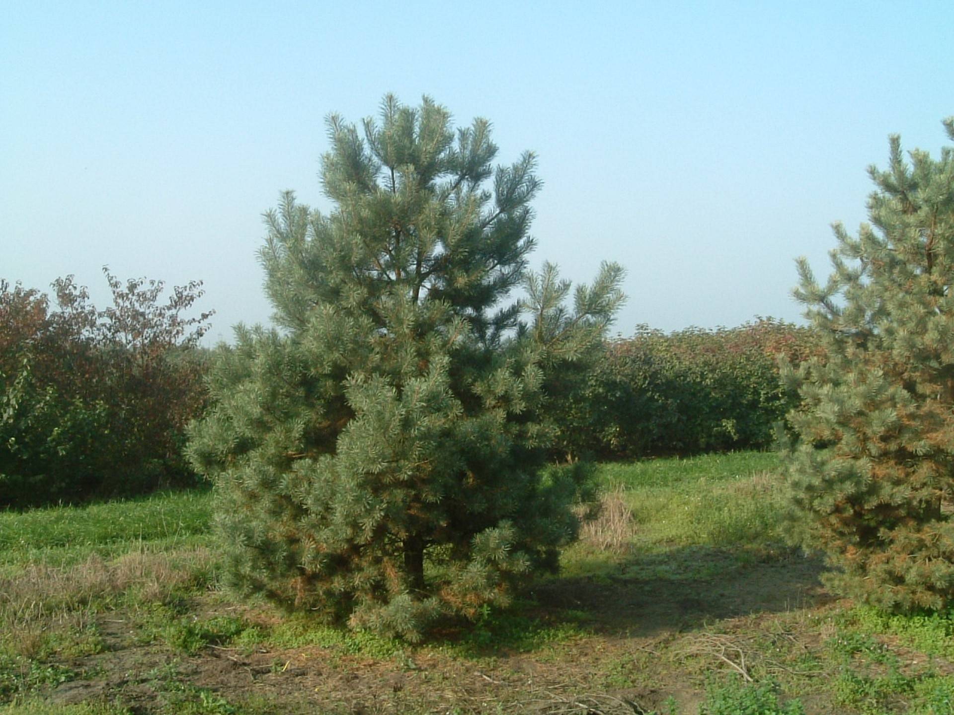 Pinus sylvestris_08